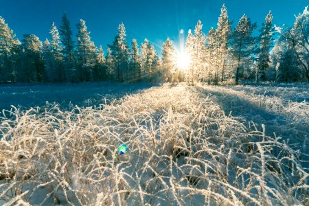 Photo Of White Pine Trees