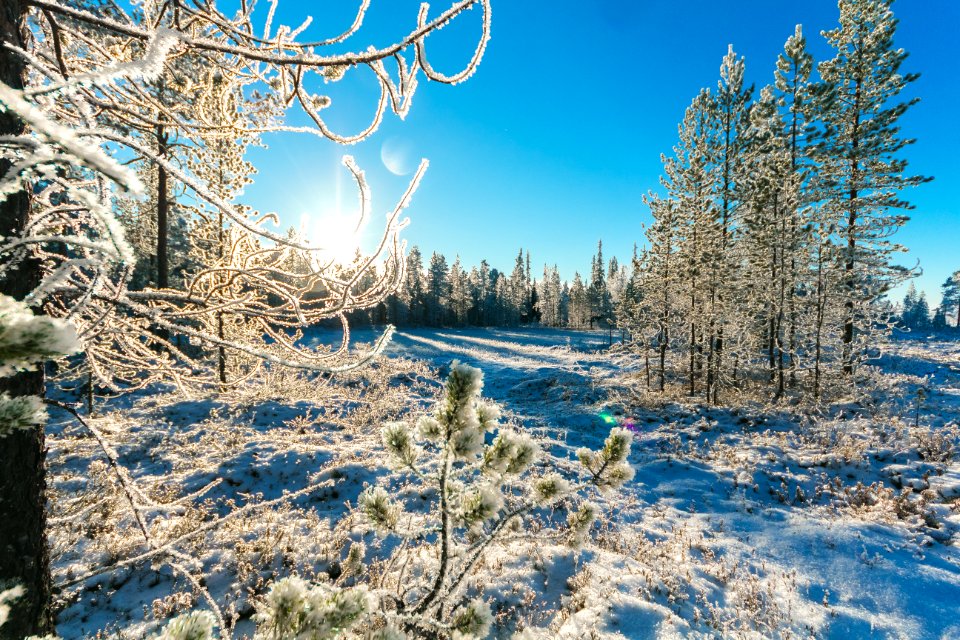Pine Trees In Winter
