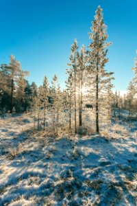 Snow Covered Forest Under Clear Blue Sky photo