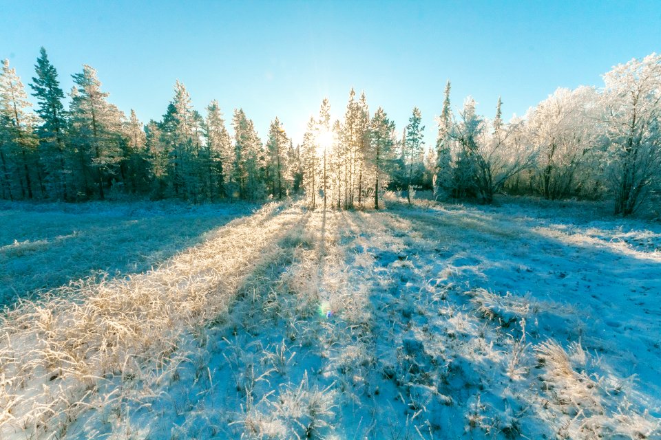 Landscape Photo Of Sun Raise Through Green Leaf Trees
