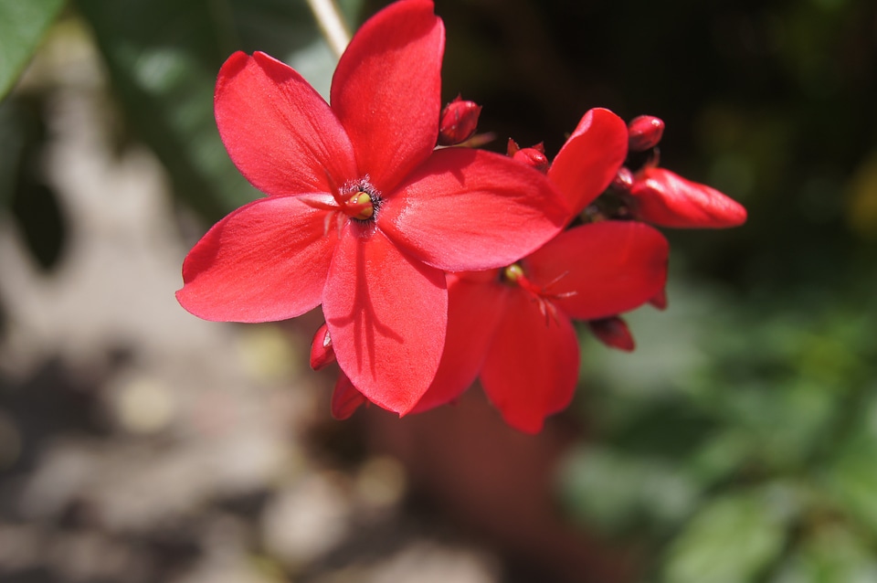 Blossom bloom petal