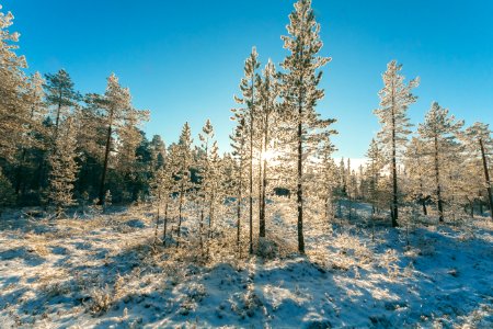 Green Tree With Snows
