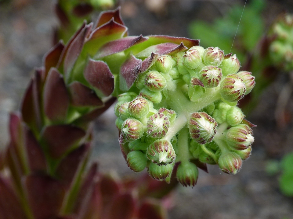 Flower nature plant photo