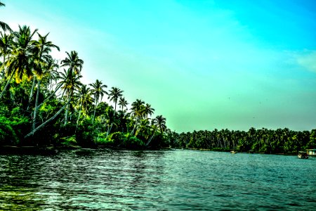 Beach Covered With Coconut Tree Lot