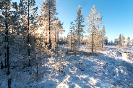 White Pine Trees photo