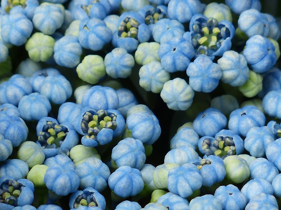 Flower buds blue greenhouse hydrangea