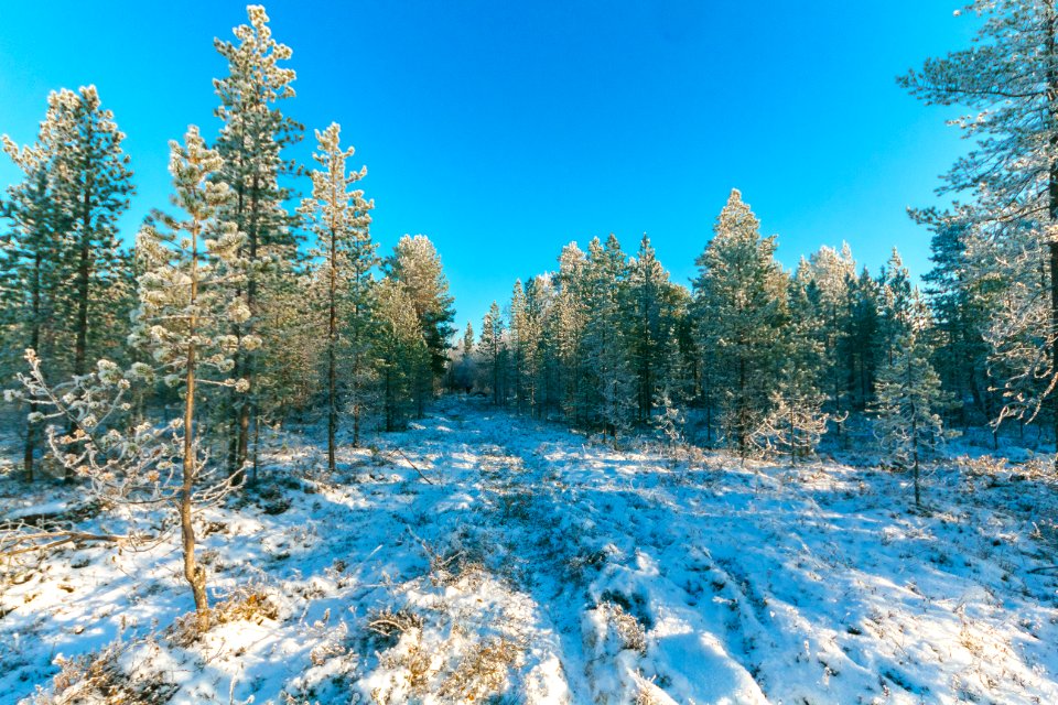 Landscape Photo Of Trees During Snow