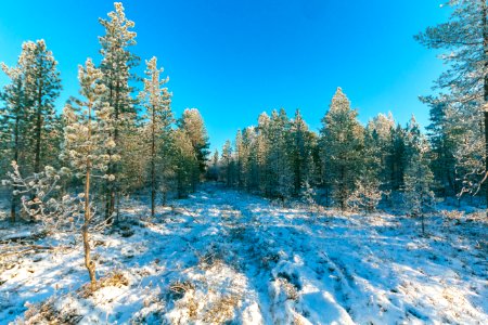 Landscape Photo Of Trees During Snow photo