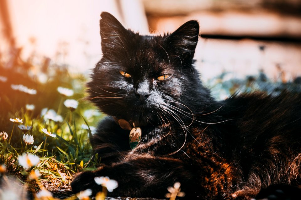 Black Cat Under Sunny Sky