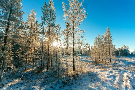 Snow Covered Trees And Mountain Slope photo