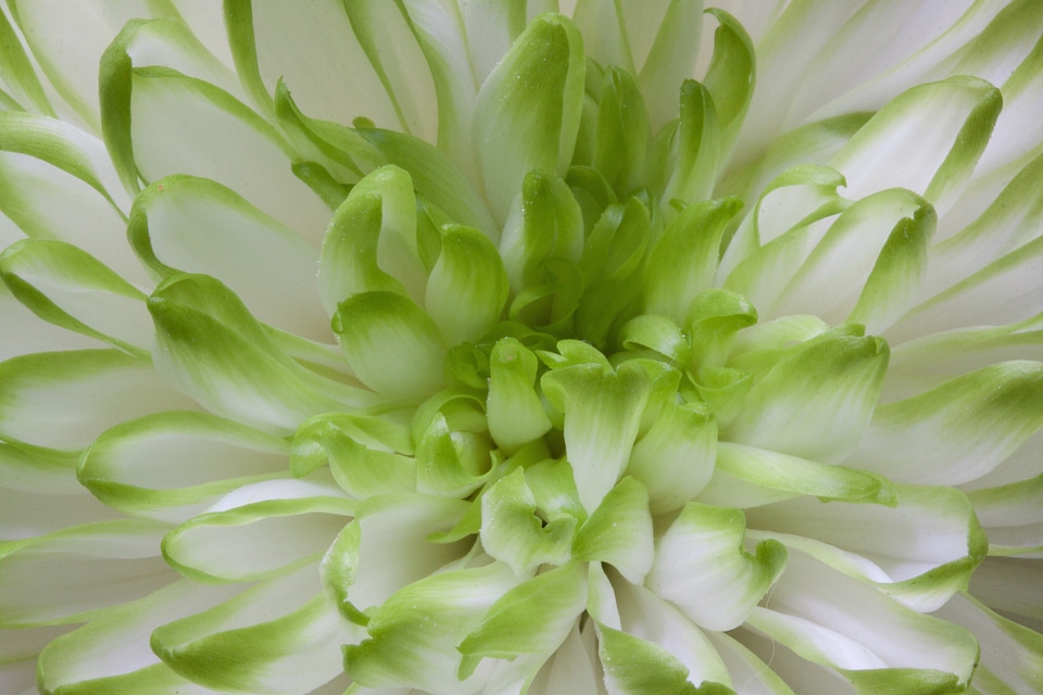 Nature plant chrysanthemum