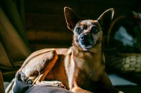 Short-coated Brown Dog Lying On Floor Inside Room photo