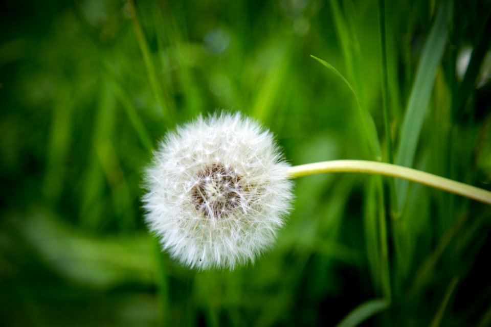 White Dandelion In Shallow Focus Photography