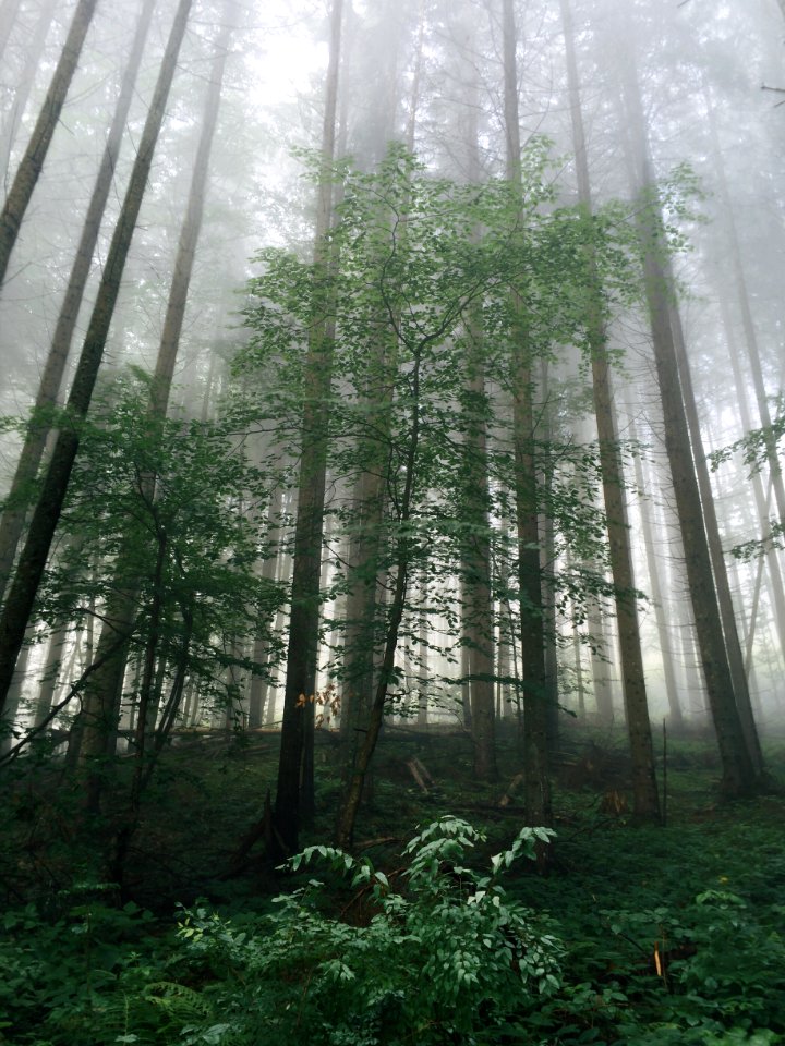 Daylight Foggy Grass