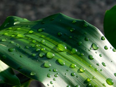 Water Green Dew Drop photo