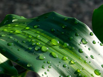 Water Green Dew Drop
