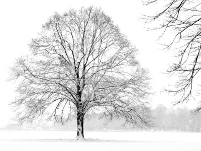 Tree Winter Black And White Branch photo