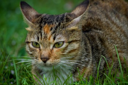Cat Whiskers Wildlife Fauna photo