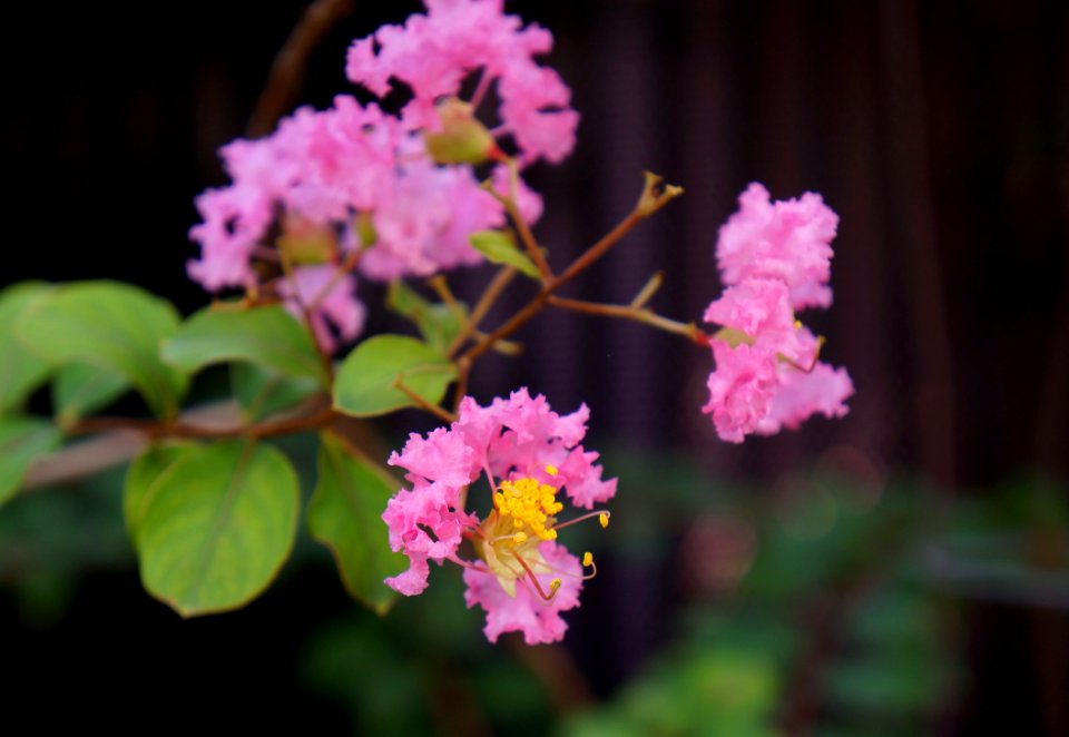 Flower Pink Plant Flora