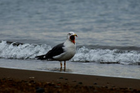 Bird Seabird Gull Wave photo