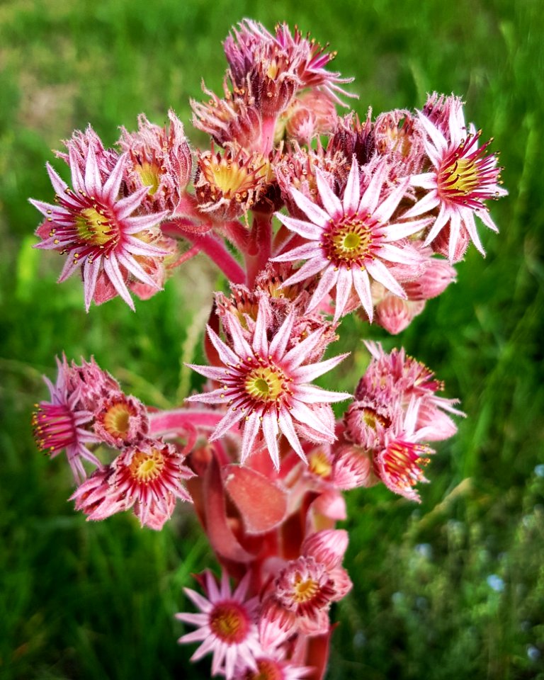 Flower Plant Flowering Plant Flora