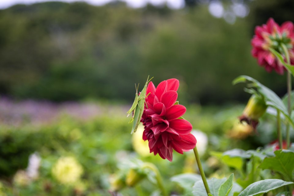 Flower Plant Flora Flowering Plant