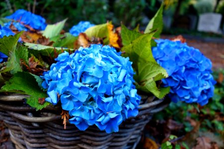 Blue Flower Plant Flowering Plant photo