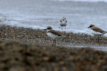 Bird Fauna Shorebird Wildlife photo