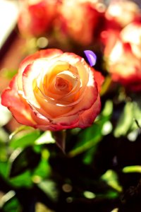Flower Rose Rose Family Garden Roses