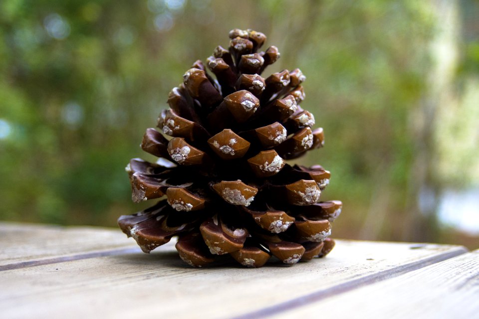 Pine Family Pine Nut Conifer Material