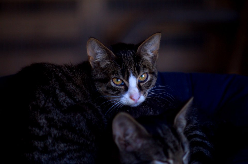 Cat Whiskers Mammal Small To Medium Sized Cats