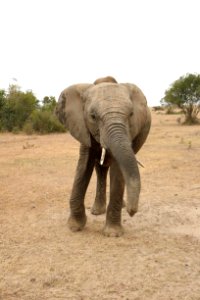 Elephant Elephants And Mammoths Terrestrial Animal Wildlife photo