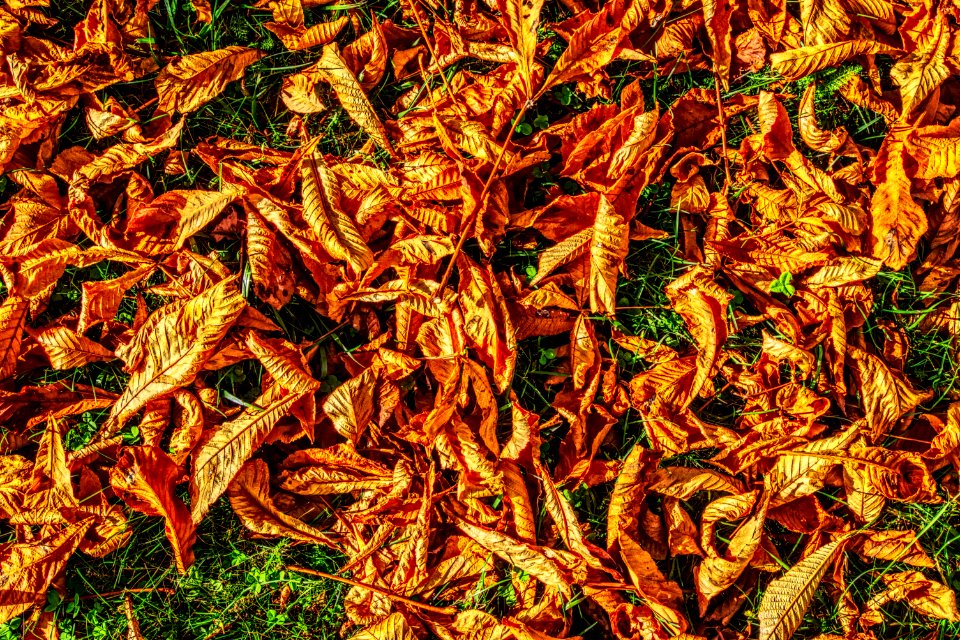 Leaf Deciduous Plant Autumn