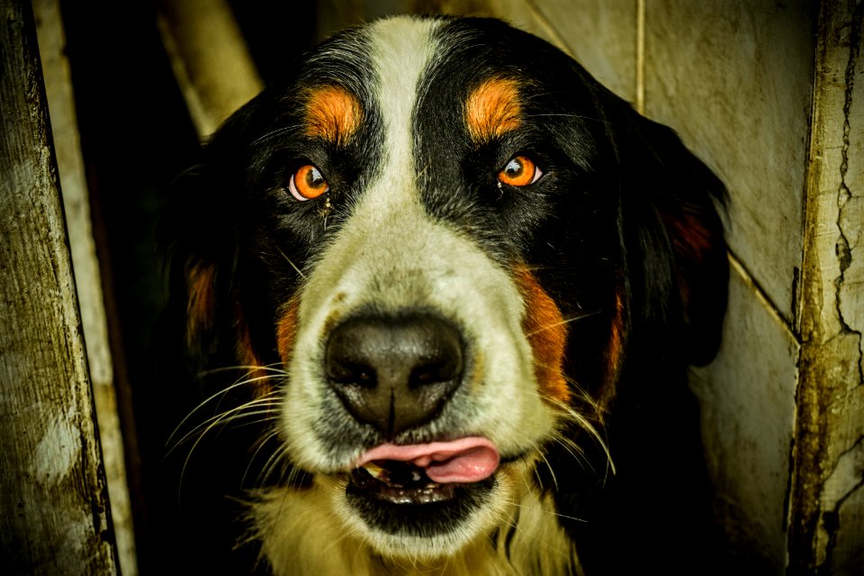 Dog Dog Breed Dog Like Mammal Bernese Mountain Dog