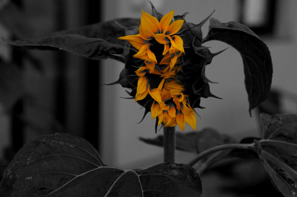 Flower Black And White Plant Yellow