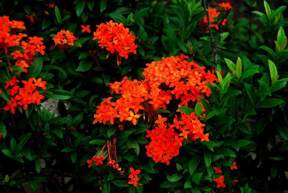 Flower Plant Flora Flowering Plant