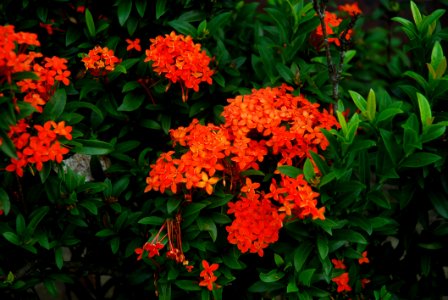 Flower Plant Flora Flowering Plant