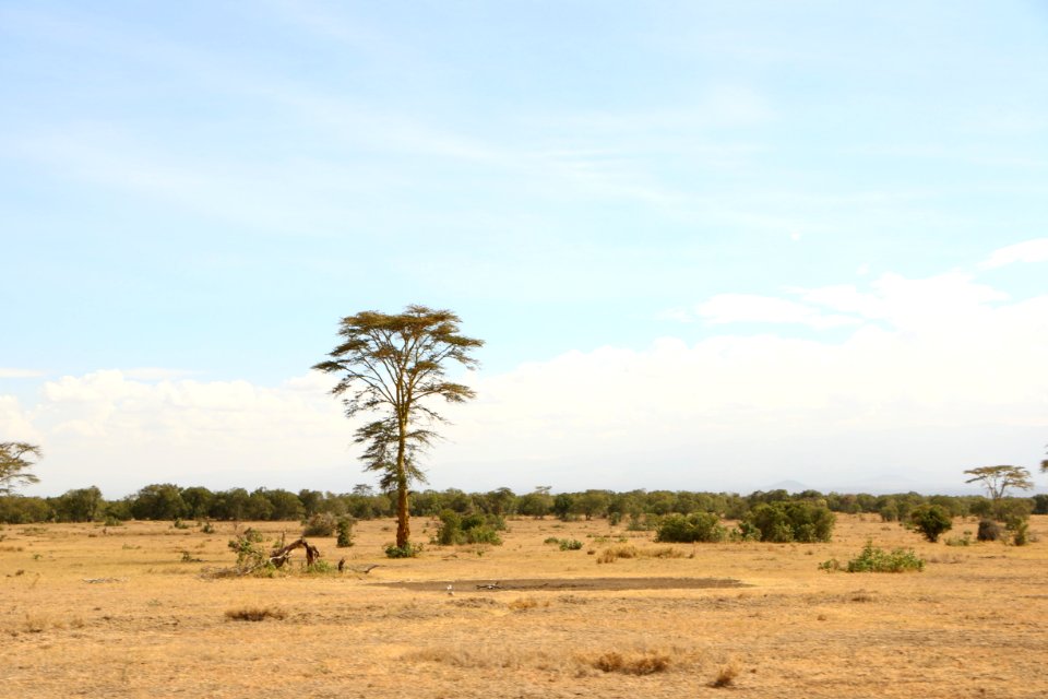Savanna Ecosystem Sky Grassland