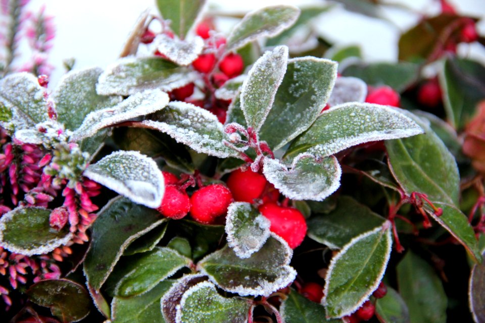 Plant Leaf Berry Aquifoliaceae