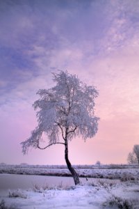 Winter Tree Sky Snow photo