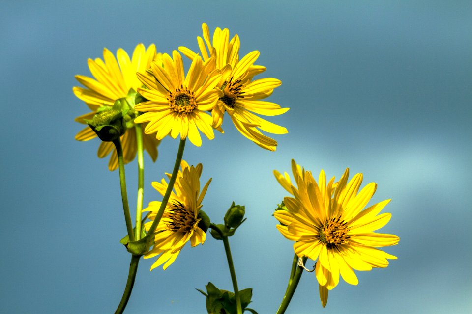 Flower Yellow Flora Daisy Family