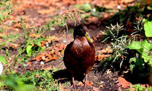 Bird Fauna Beak Leaf