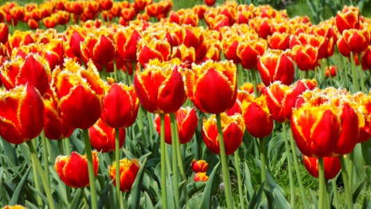 Flower Flowering Plant Tulip Plant