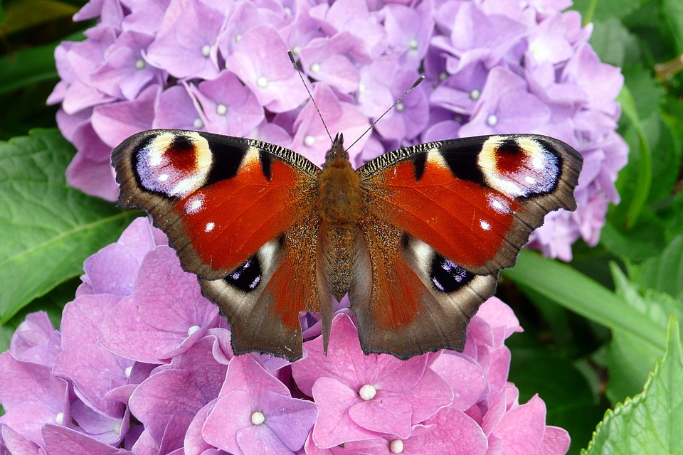Summer nature blossom