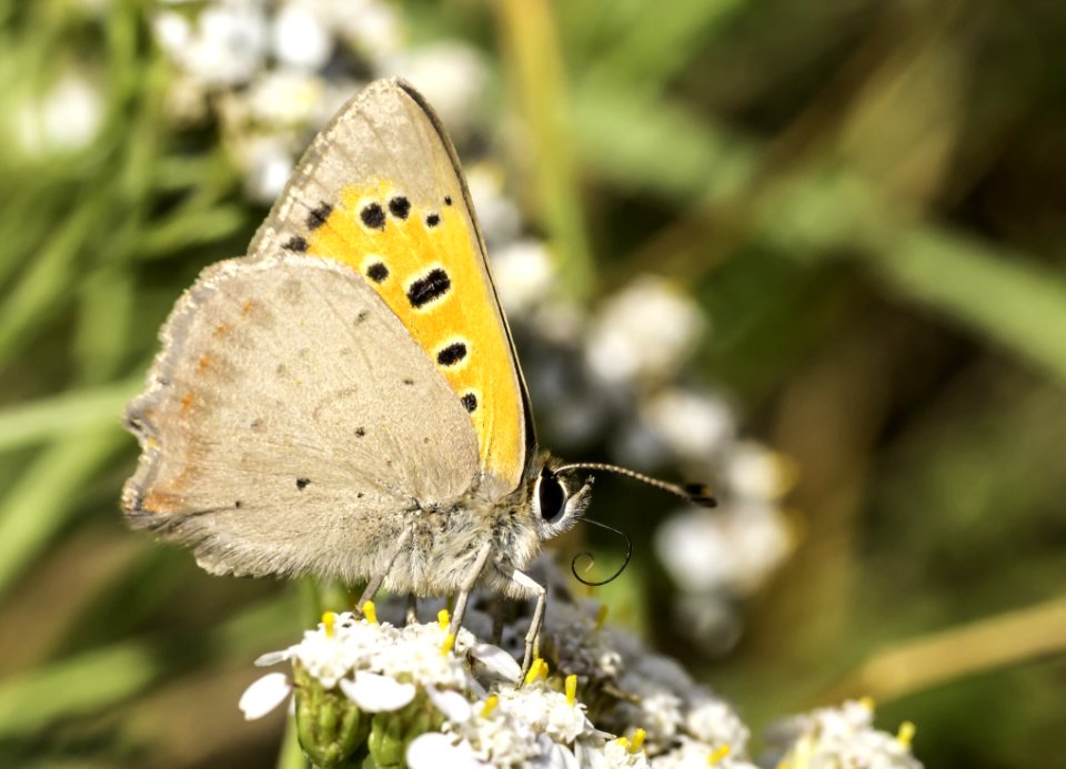 Butterfly Moths And Butterflies Insect Lycaenid