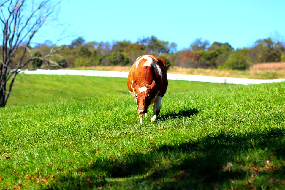 Grassland Pasture Green Grass