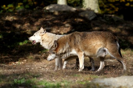 Wildlife Fauna Wolf Coyote photo
