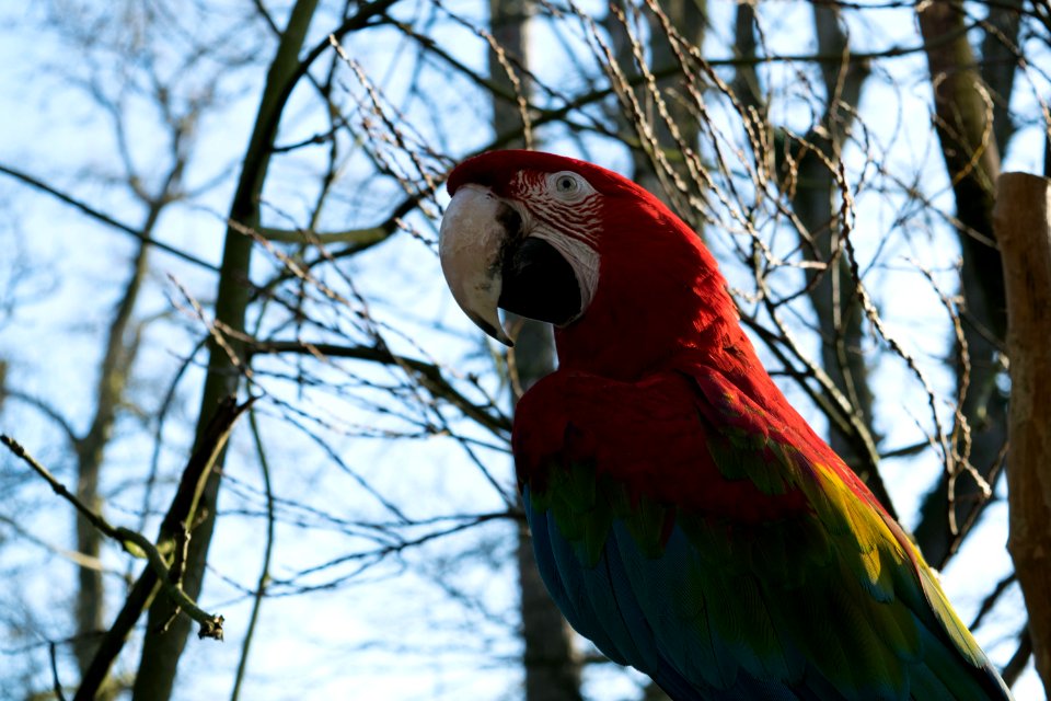 Bird Parrot Macaw Beak photo