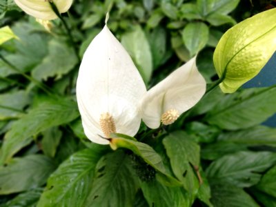 Plant Flower Flora Leaf