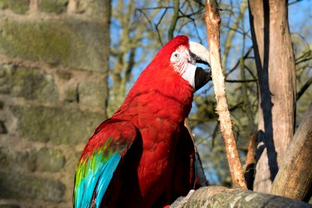 Macaw Bird Fauna Parrot photo